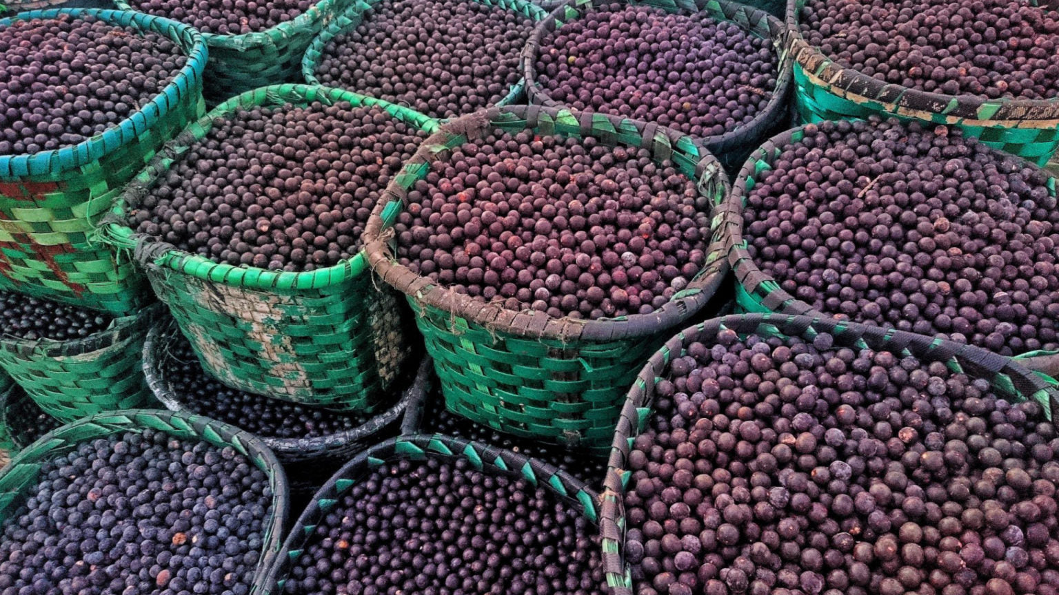 Die Acai-Beere